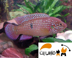 ماهی جواهری بنفش رنگ در آکواریوم
