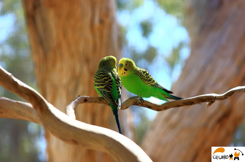 تصویری از یک جفت مرغ عشق بر روی شاخه درخت